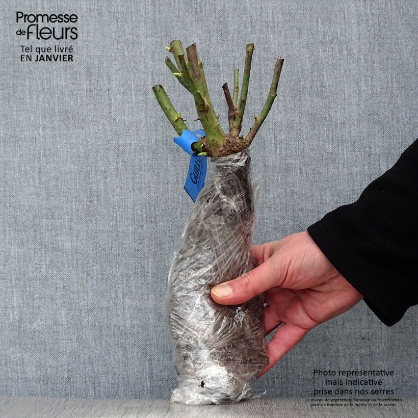 Rosal rugosa Roseraie de l'Haÿ Raíces desnudas Ejemplar entregado en invierno