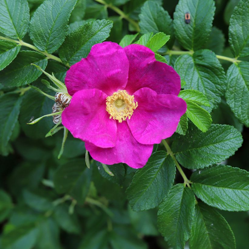 Rosal rugosa (Floración)