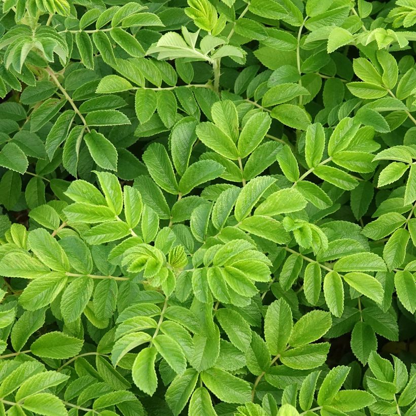 Rosal rugosa (Follaje)