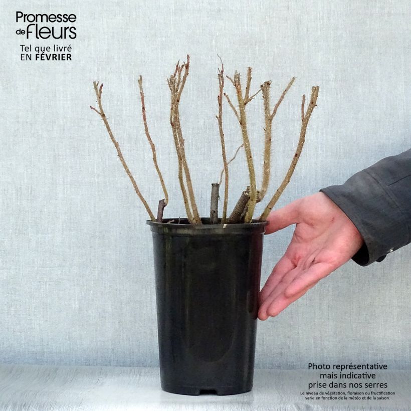 Rosal rugosa Maceta 2L/3L Ejemplar entregado en invierno