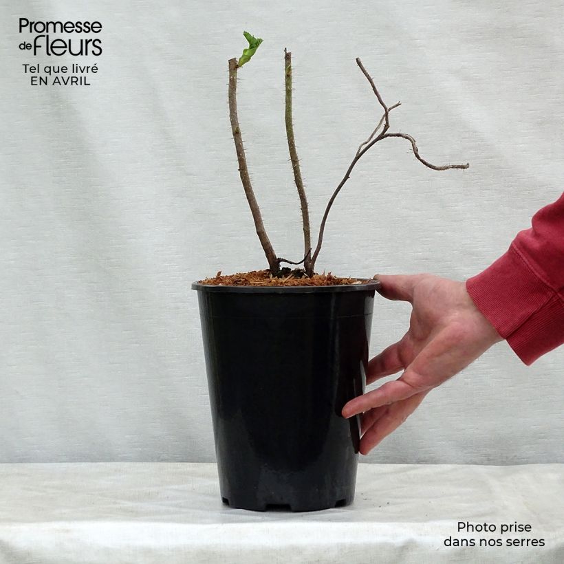 Rosal rugosa Maceta 2L/3L Ejemplar entregado en la primavera