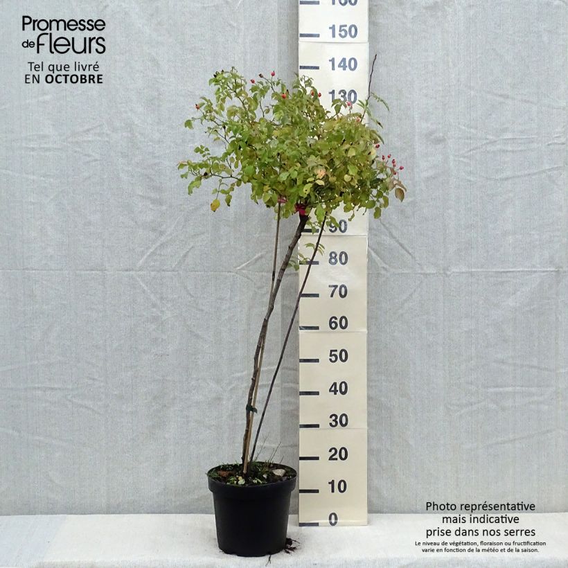 Ejemplar de Rosal Decorosier NOAtraum (Rosal de pie alto) Maceta 7,5L/10L, Tallo entregado en otoño