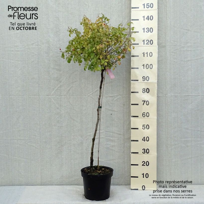 Ejemplar de Rosal Decorosier Mareva (Rosal de pie alto) Maceta 7,5L/10L, Tallo entregado en otoño