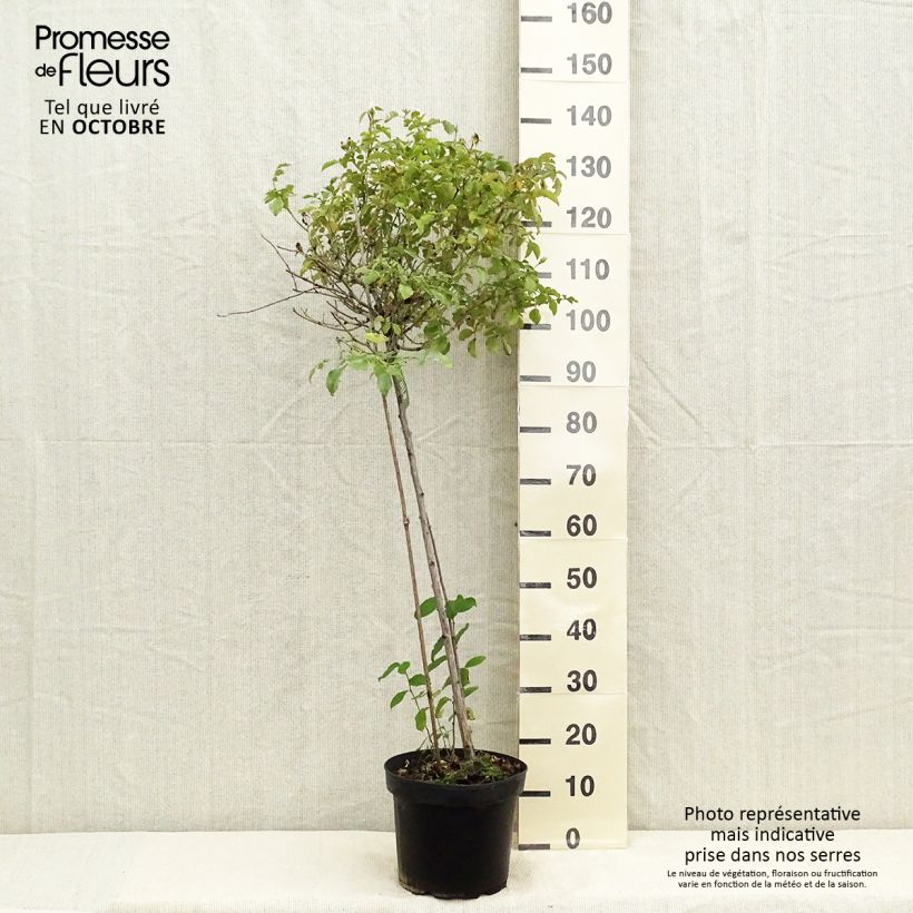 Ejemplar de Rosal Decorosier Opalia noaschnee (Rosal de pie alto) Maceta 7,5L/10L, Tallo entregado en otoño