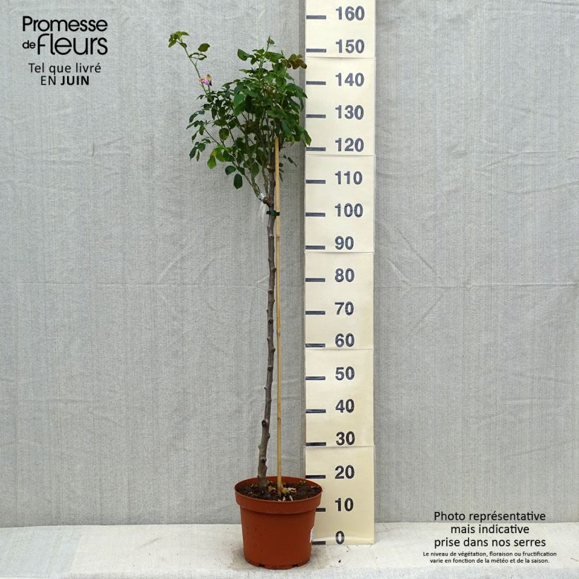 Ejemplar de Rosal David Austin Gertrude Jekyll (Rosal de pie alto) Maceta 7,5L/10L, Tallo entregado en verano