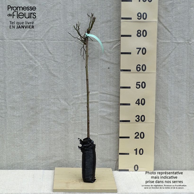 Rosal polyantha Global Hit (Rosal de pie alto) Raíz desnuda, Tallo Ejemplar entregado en invierno