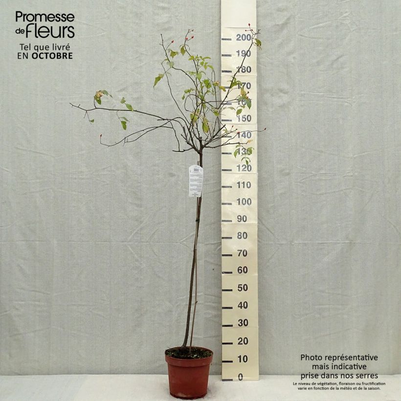 Ejemplar de Rosal Guirlande d'Amour (Rosal de pie alto) Maceta 7,5L/10L, Tallo entregado en otoño