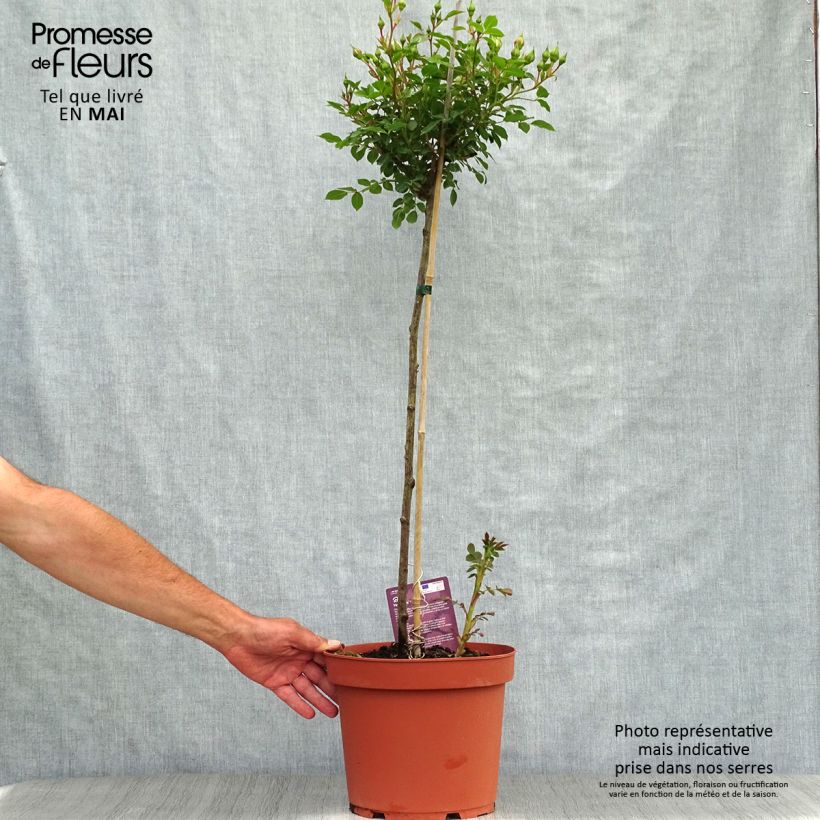 Rosal polyantha Honeymilk (Rosal de pie alto) Maceta 7,5L/10L, Tallo Ejemplar entregado en la primavera