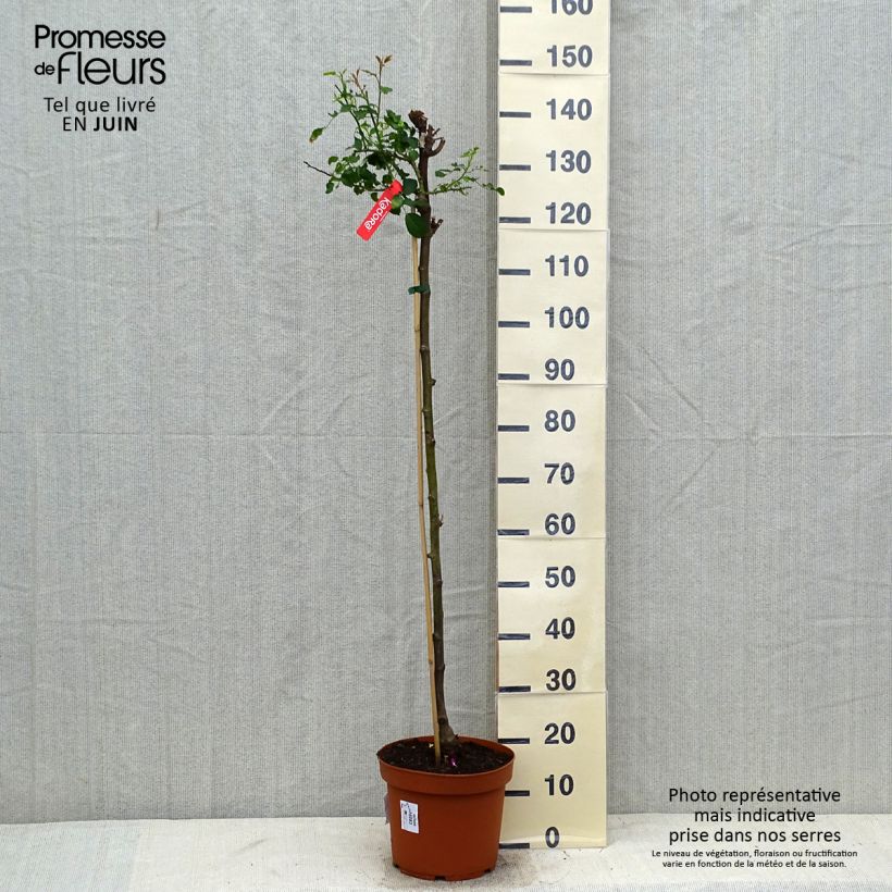 Ejemplar de Rosal Decorosier Kadora (Rosal de pie alto) Maceta 7,5L/10L, Tallo entregado en verano