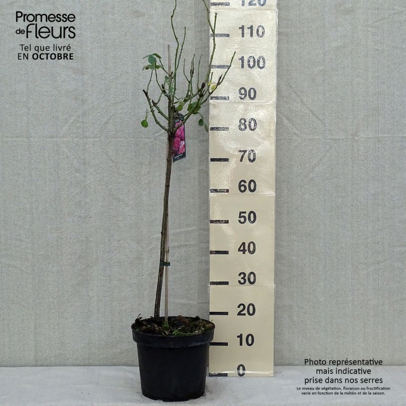 Ejemplar de Rosal Leonardo da Vinci (Rosal de pie alto) Maceta 4L/5L, Tallo entregado en otoño
