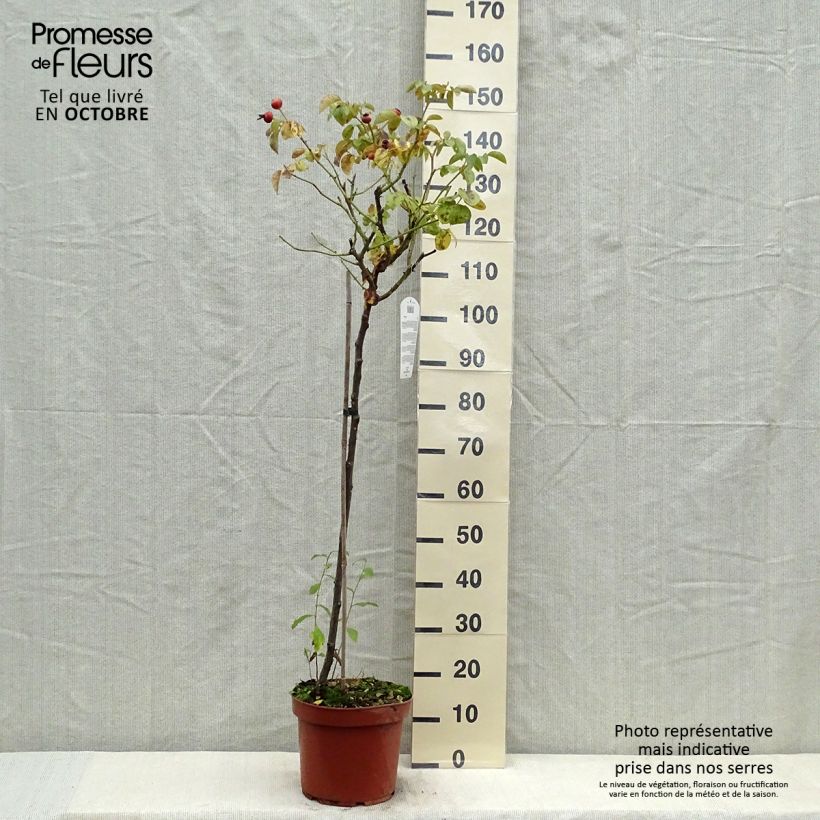 Ejemplar de Rosal Leonardo da Vinci (Rosal de pie alto) Maceta 7,5L/10L, Tallo entregado en otoño