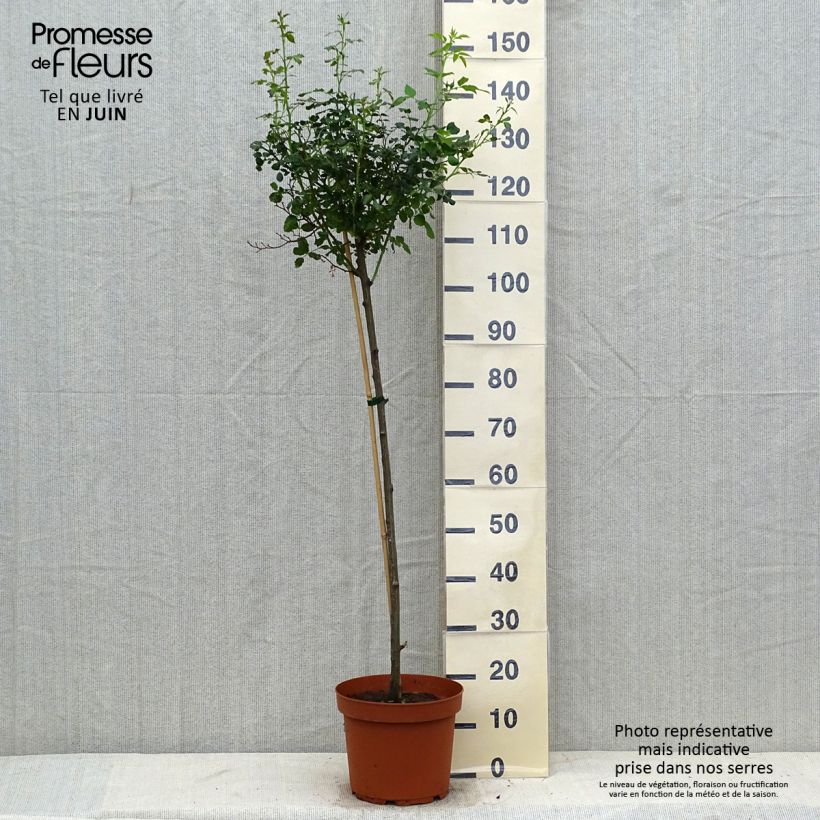 Ejemplar de Rosal Toscana (Rosal de pie alto) Maceta 4L/5L, Tallo entregado en verano