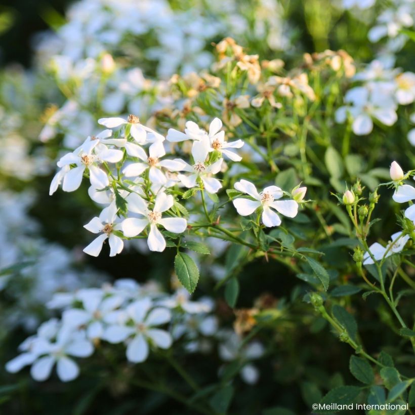 Rosal Galaxy Arcturus - Rosal enano (Floración)