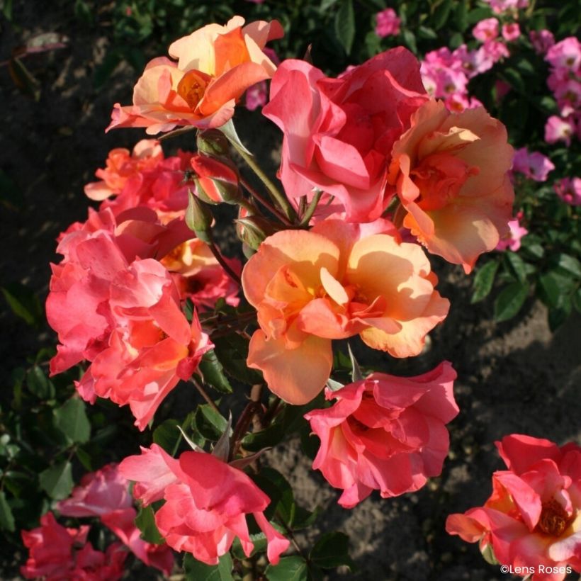 Rosa Esch-sur-Sûre (Floración)