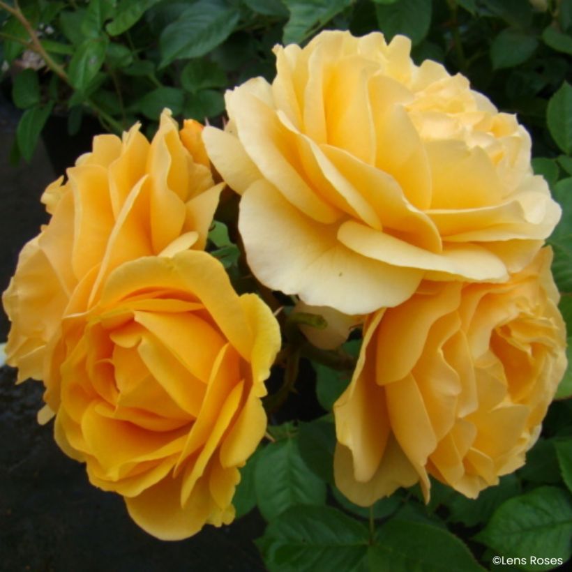 Rosa Absolutely Fabulous (Floración)