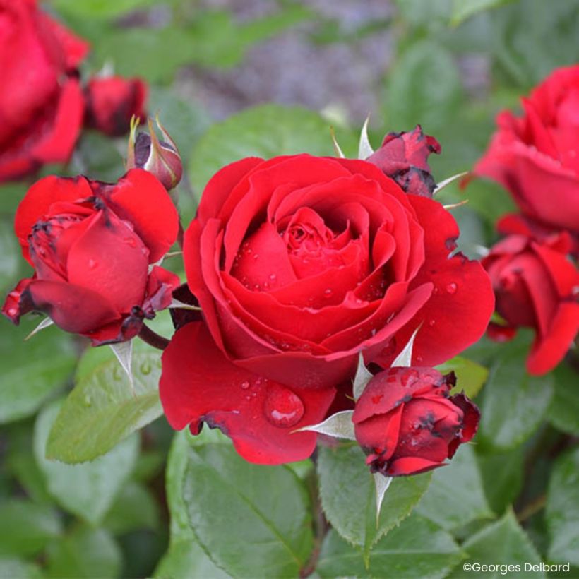 Rosa Société Nationale d’Horticulture de France (Floración)