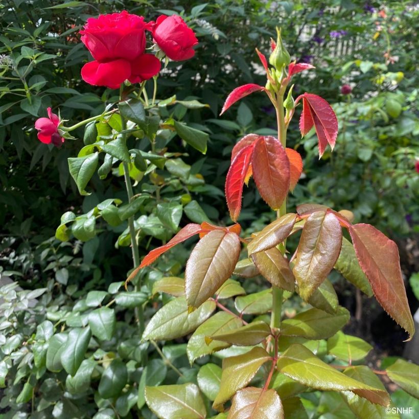 Rosa Société Nationale d’Horticulture de France (Follaje)