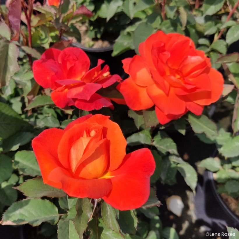 Rosa Super Trouper (Floración)