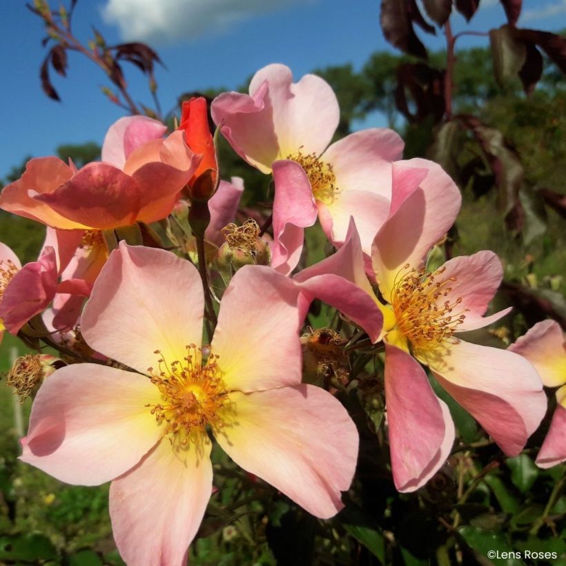 Rosa Lens Flair - Rosal trepador (Floración)