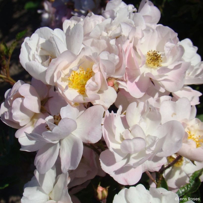 Rosa Ma Fille Sara (Floración)