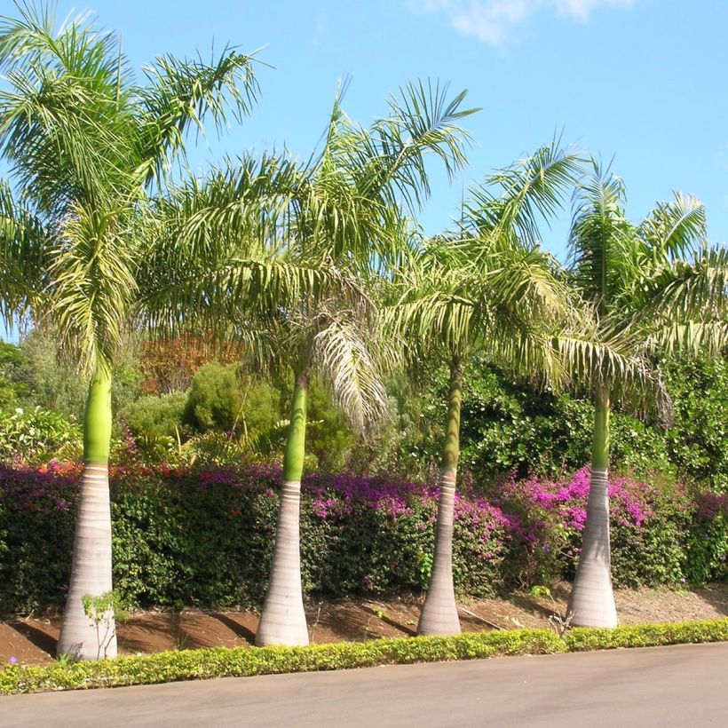 Roystonea regia - Palmera real (Porte)