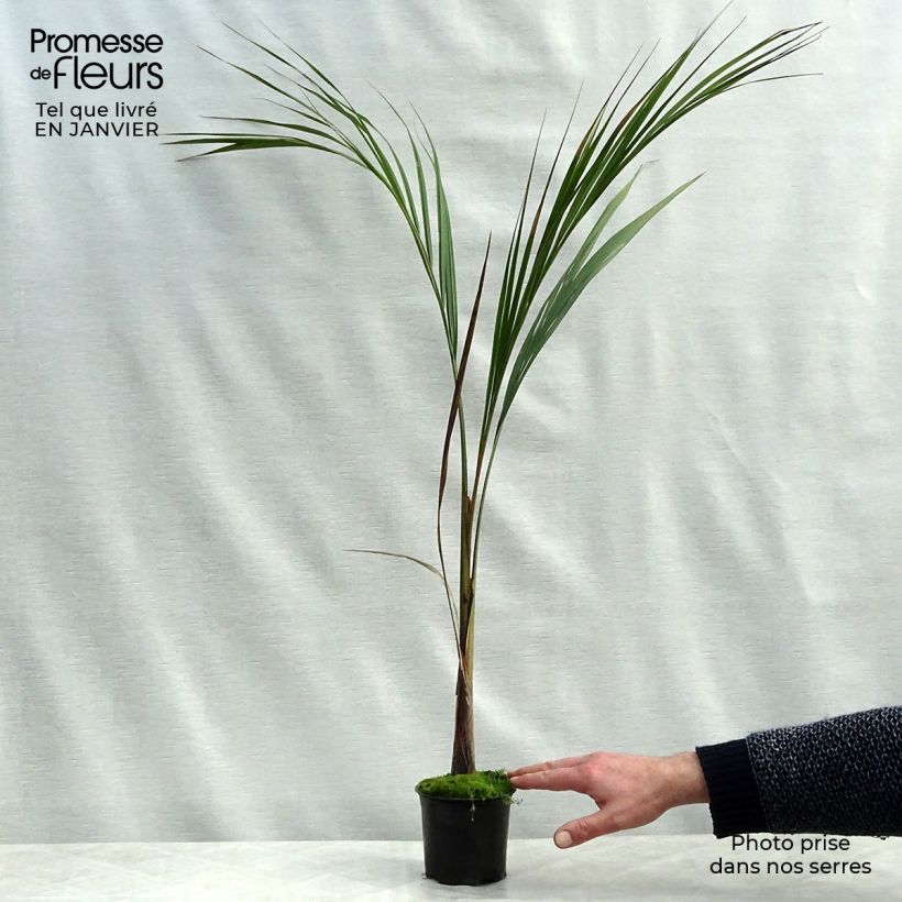Roystonea regia - Palmera real Maceta 7,5L/10L Ejemplar entregado en invierno