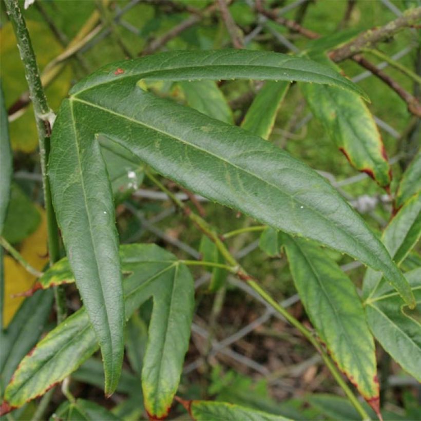 Rubus henryi var. bambusarum - Zarza (Follaje)