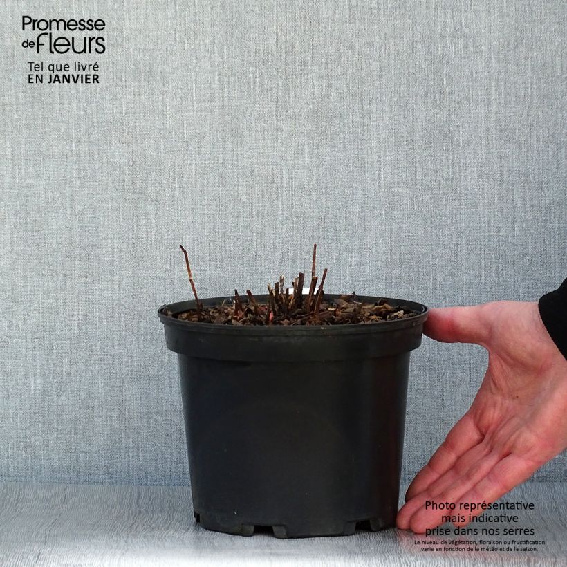 Frambuesa japonica - Rubus illecebrosus Maceta 2L/3L Ejemplar entregado en invierno