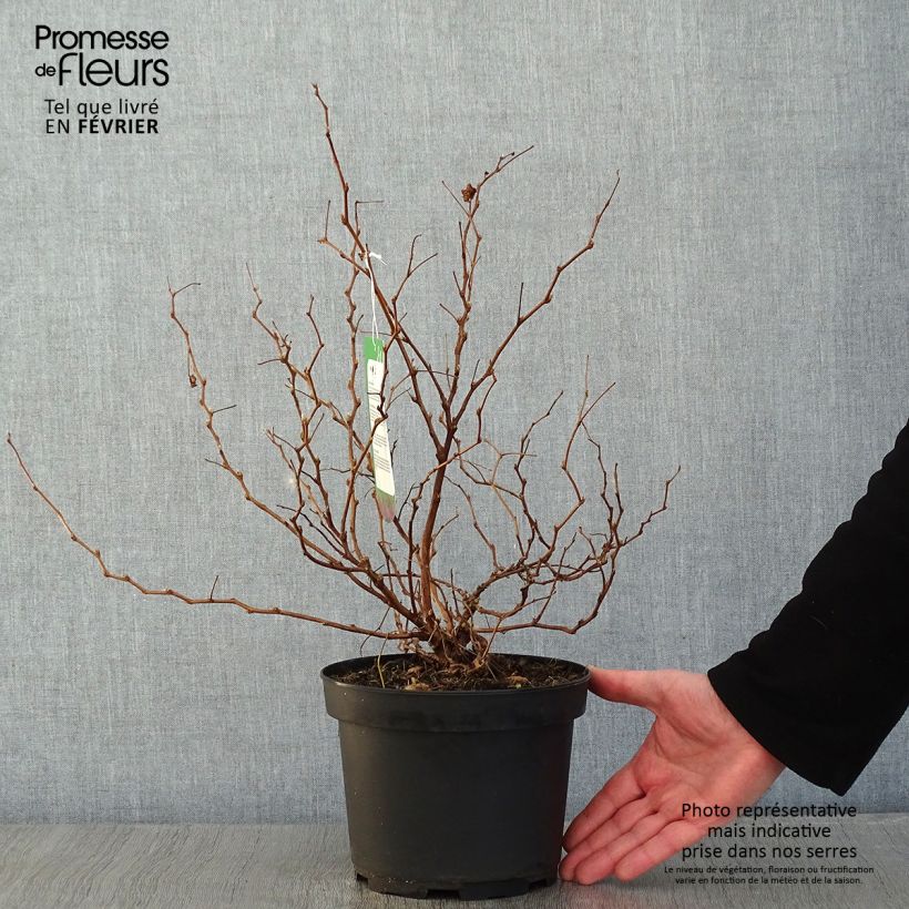 Rubus spectabilis Olympic Double - Zarza del salmon Maceta 3L/4L Ejemplar entregado en invierno