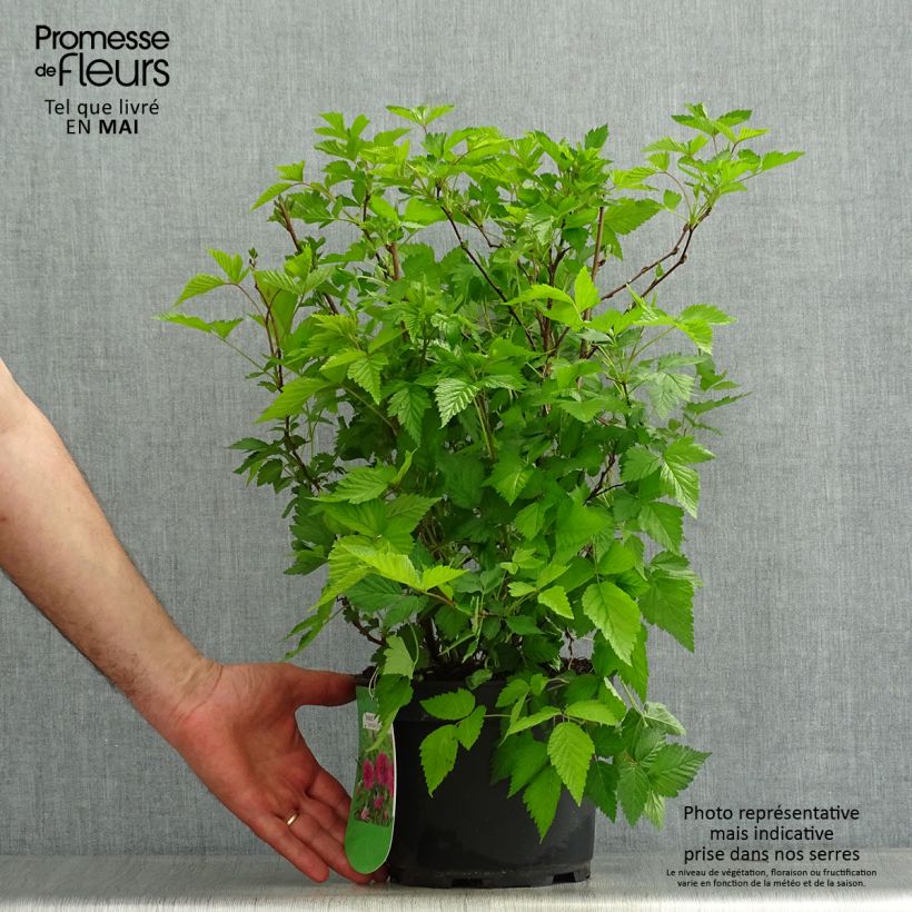 Rubus spectabilis Olympic Double - Zarza del salmon Maceta 3L/4L Ejemplar entregado en la primavera