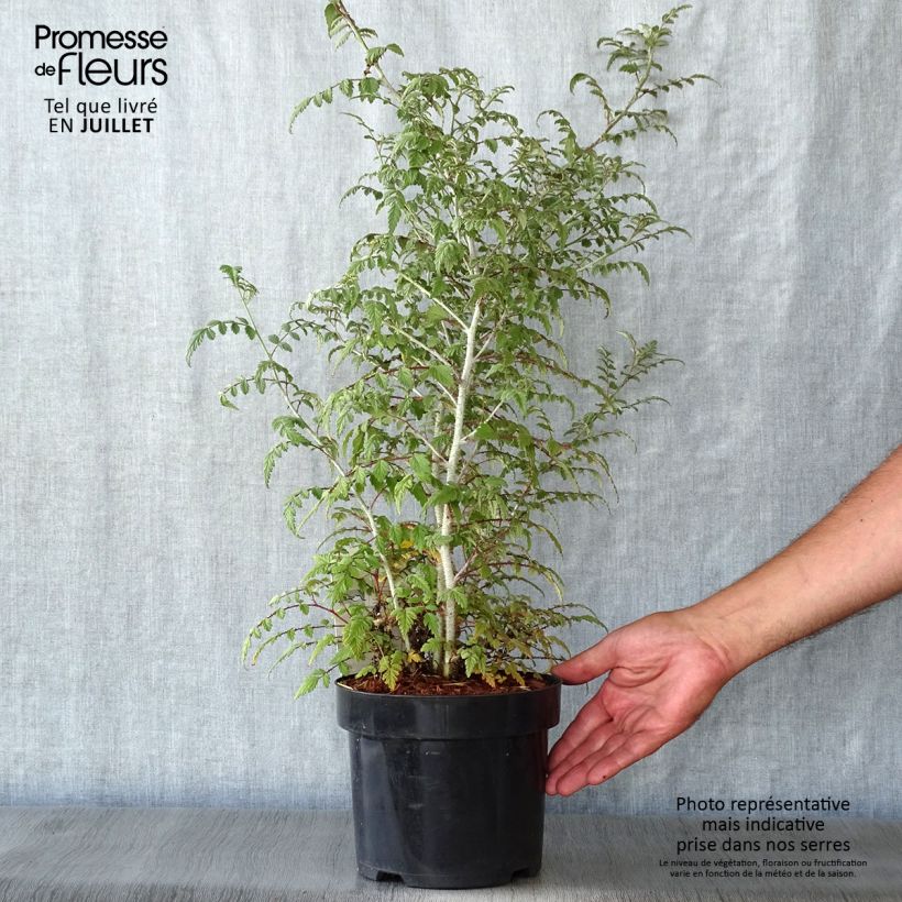 Ejemplar de Rubus thibetanus Silver Fern - Zarza Maceta 3L/4L entregado en verano