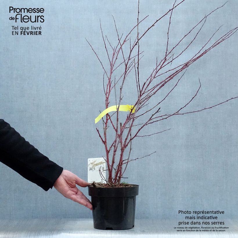 Rubus thibetanus Silver Fern - Zarza Maceta 3L/4L Ejemplar entregado en invierno