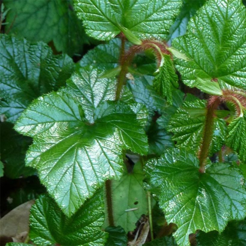 Rubus tricolor - Zarza (Follaje)