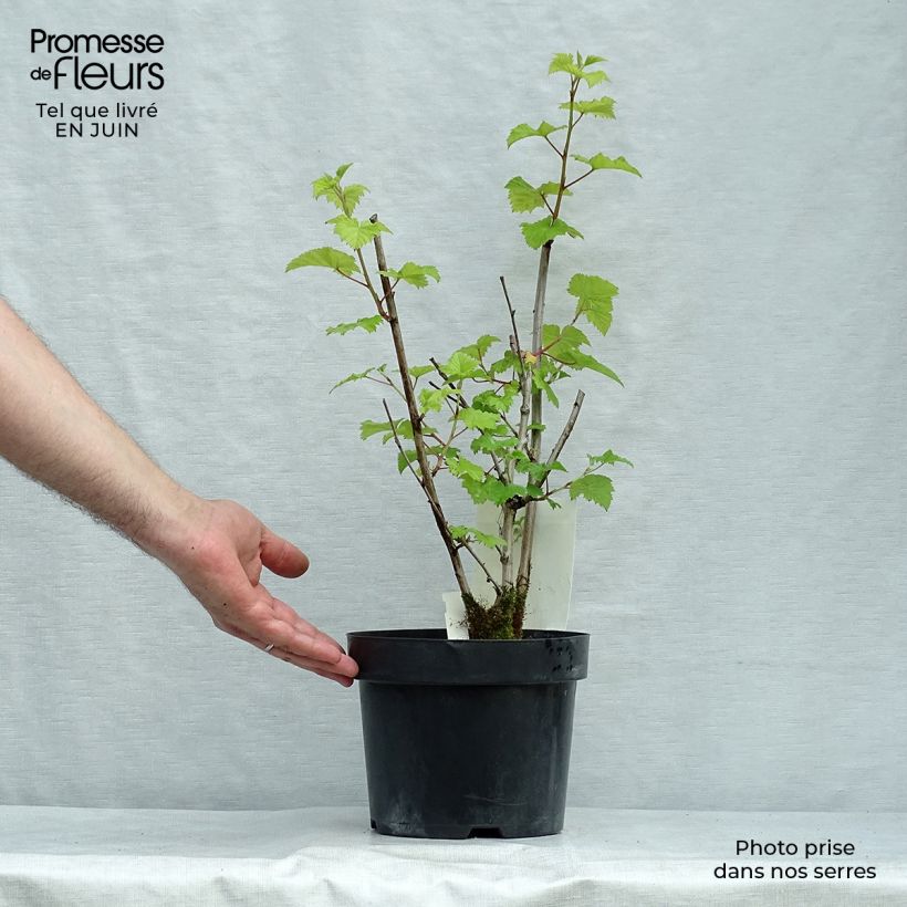 Ejemplar de Rubus tridel Benenden - Zarza Maceta 3L/4L entregado en verano