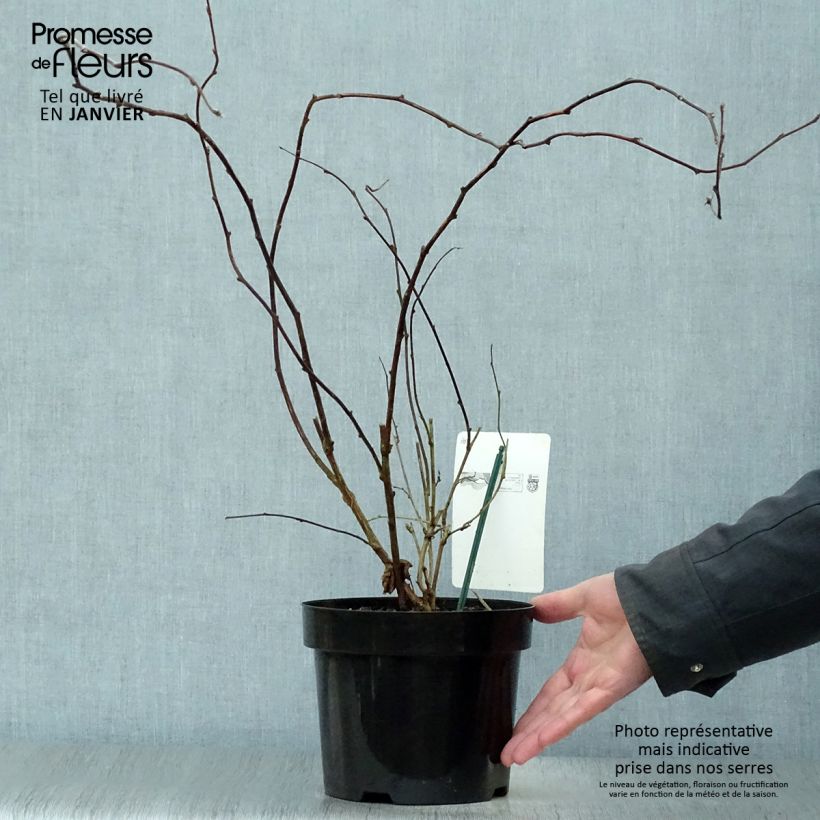 Rubus tridel Benenden - Zarza Maceta 3L/4L Ejemplar entregado en invierno