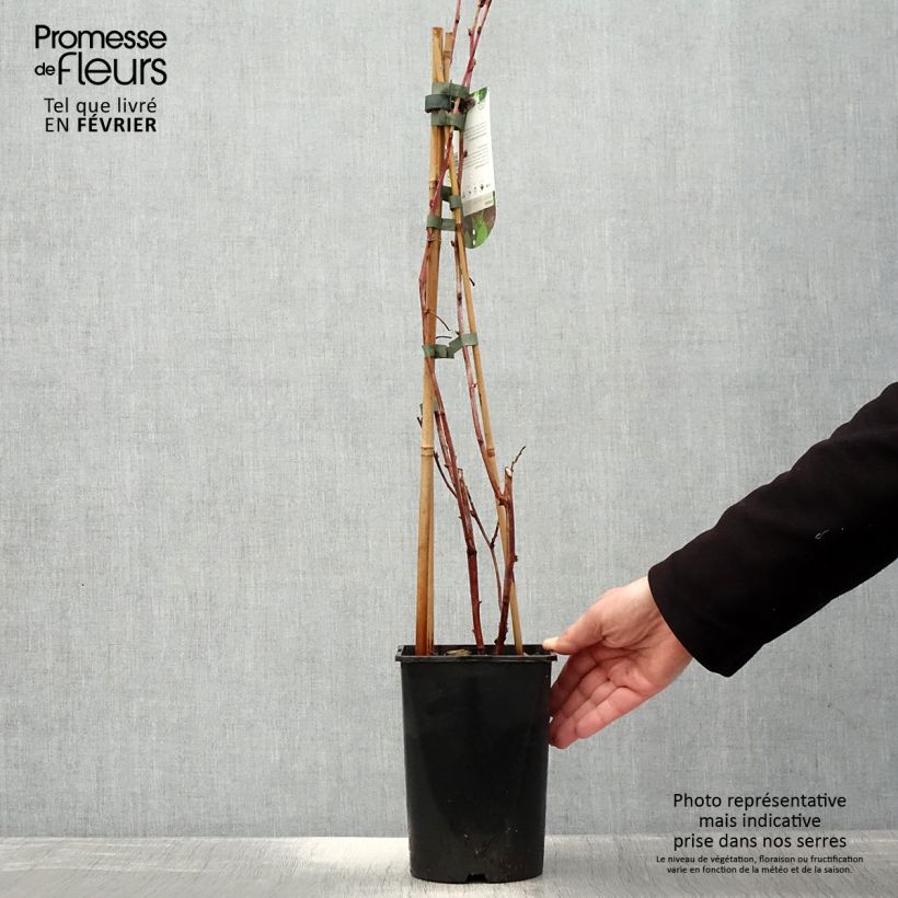 Frambuesa Glen Coe Maceta 2L/3L Ejemplar entregado en invierno