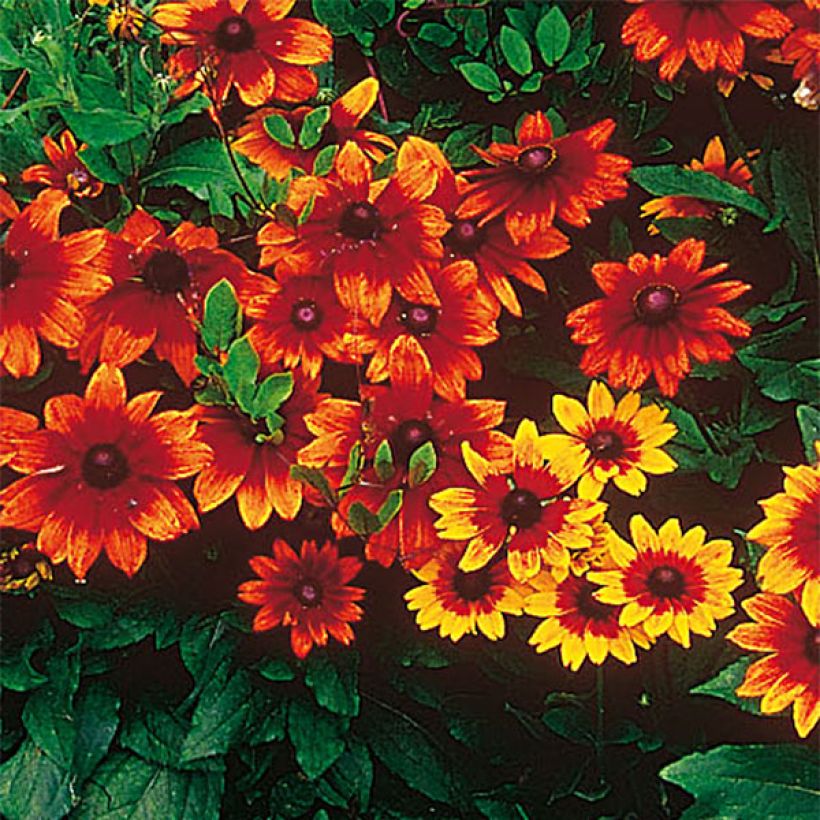 Rudbeckia hirta Autumn Colors (Floración)