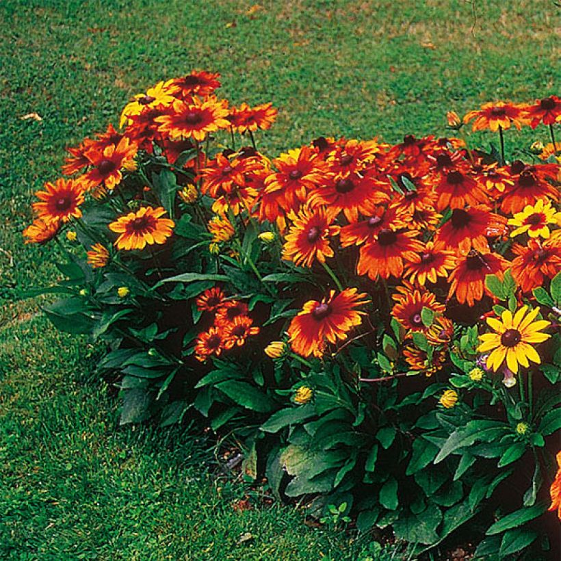 Rudbeckia hirta Autumn Colors (Porte)