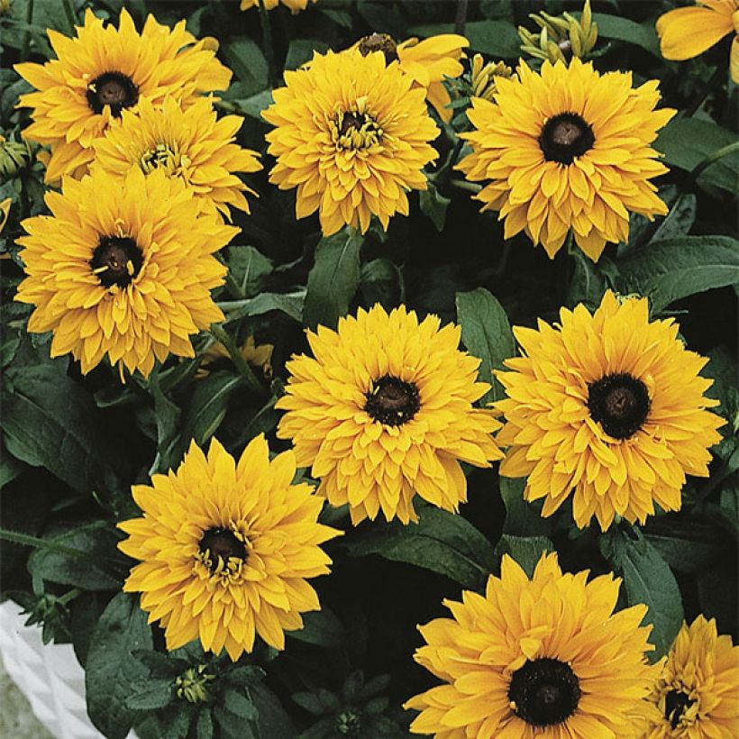Rudbeckia hirta Goldilocks (Floración)