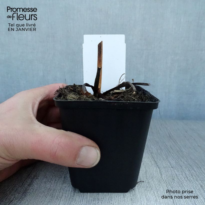 Rudbeckia fulgida Early Bird Gold Maceta de 8/9 cm Ejemplar entregado en invierno