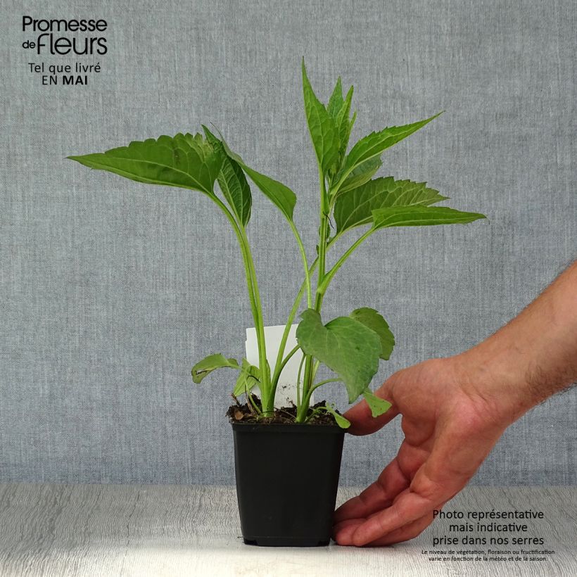 Rudbeckia fulgida Early Bird Gold Maceta de 8/9 cm Ejemplar entregado en la primavera