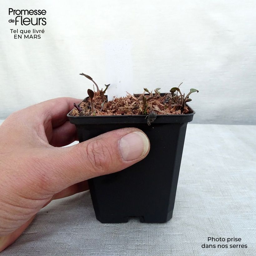 Rudbeckia fulgida Forever Gold Maceta de 8/9 cm Ejemplar entregado en invierno