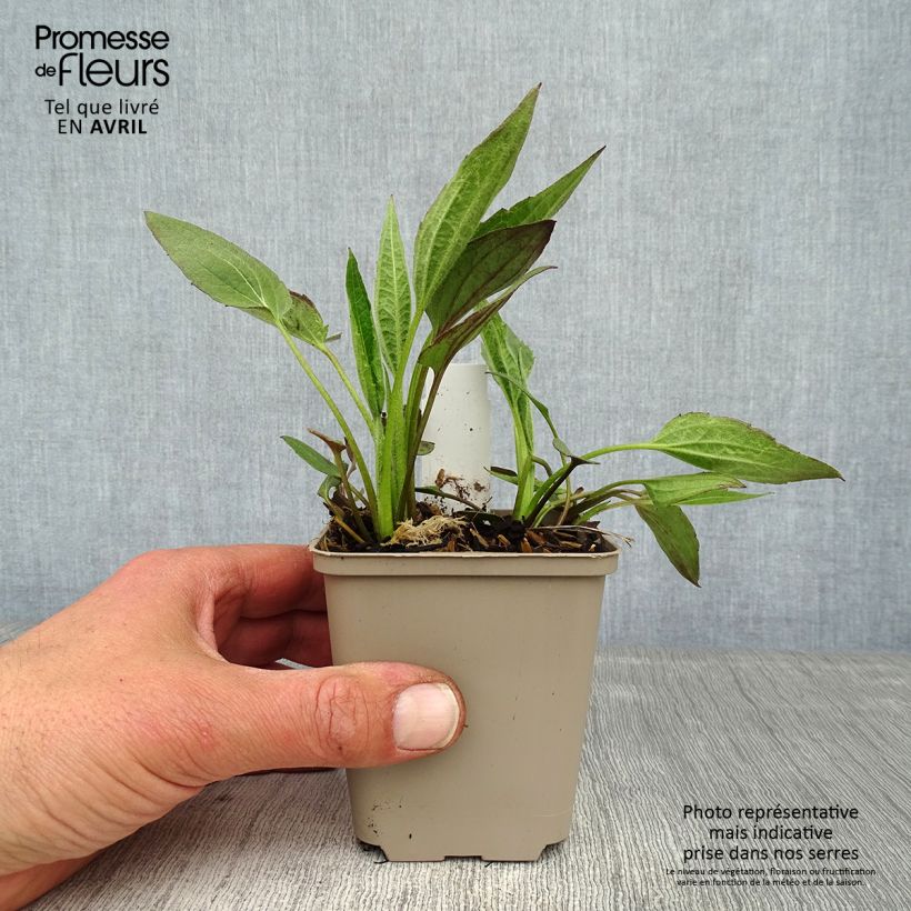 Rudbeckia fulgida Forever Gold Maceta de 8/9 cm Ejemplar entregado en la primavera