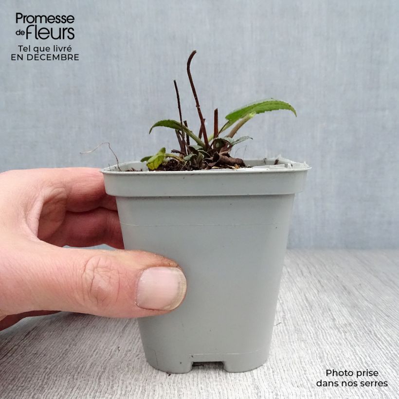 Rudbeckia fulgida Goldsturm Maceta de 8/9 cm Ejemplar entregado en invierno