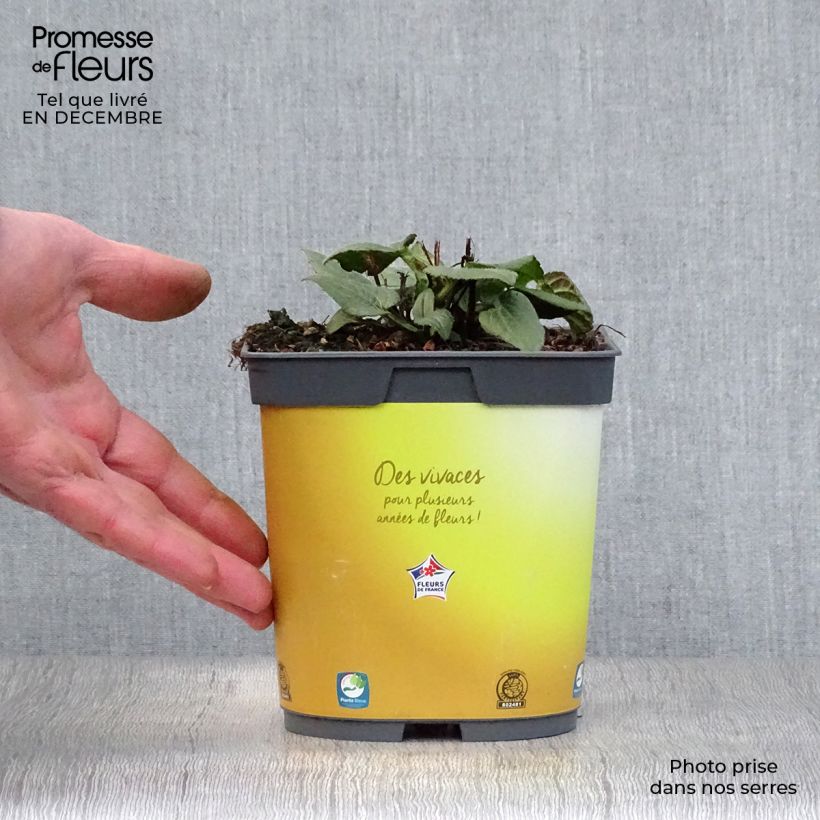 Rudbeckia fulgida Goldsturm Maceta 2L/3L Ejemplar entregado en invierno