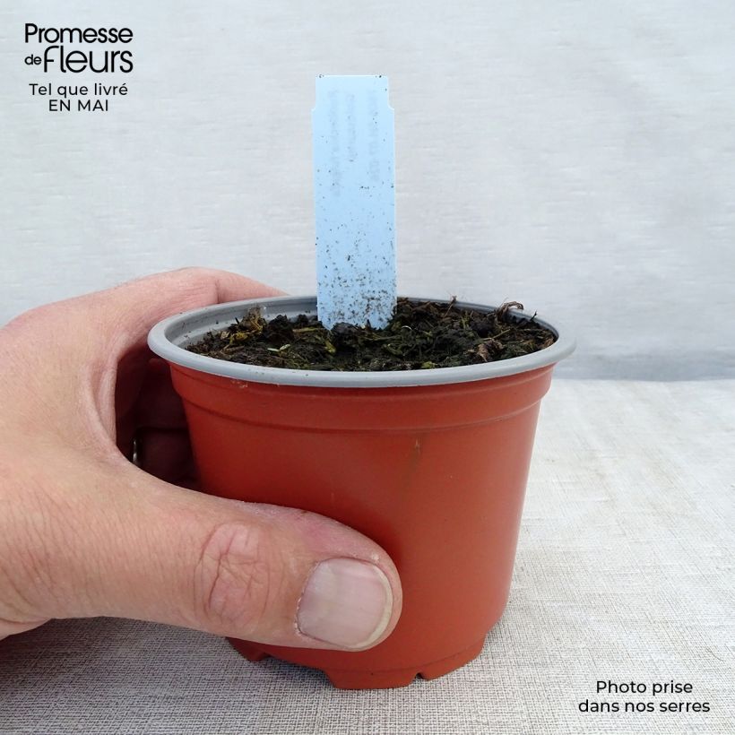 Rudbeckia fulgida Goldsturm Maceta de 8/9 cm Ejemplar entregado en la primavera