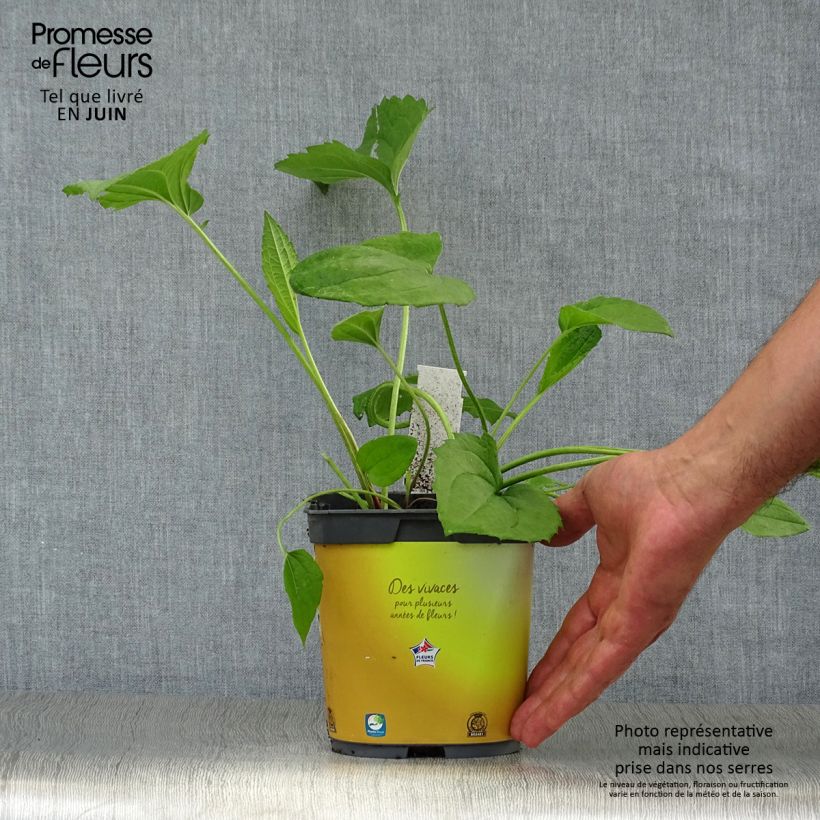 Ejemplar de Rudbeckia fulgida Goldsturm Maceta 2L/3L entregado en verano