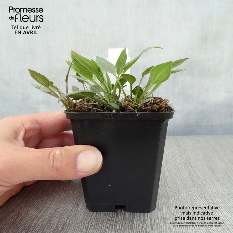 Rudbeckia fulgida var.sullivantii Little Goldstar Maceta de 8/9 cm Ejemplar entregado en la primavera