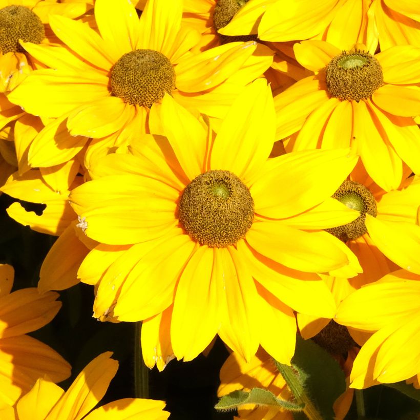 Rudbeckia hirta Sunbeckia Ophelia (Floración)