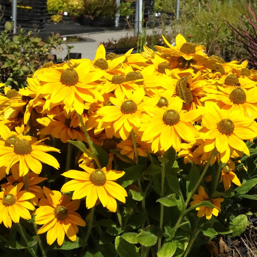 Rudbeckia hirta Sunbeckia Ophelia (Porte)